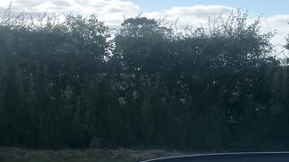 Big Ass On My Cock Off The Highway